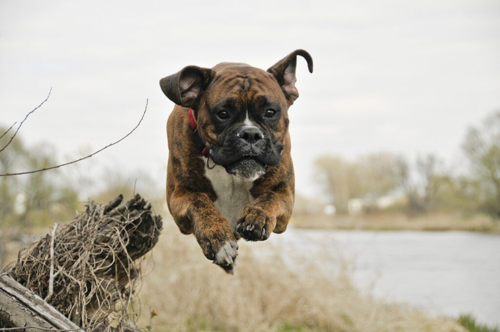 dog, flight, walk-820564.jpg