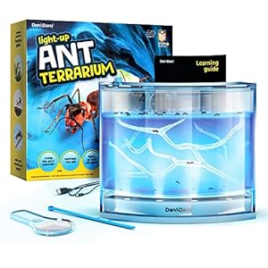 bugs-Ant Farm