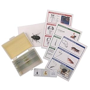 bugs-Insect Microscope Slides