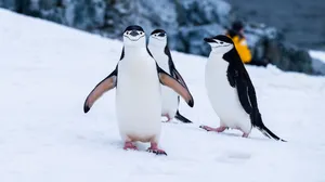 Penguins