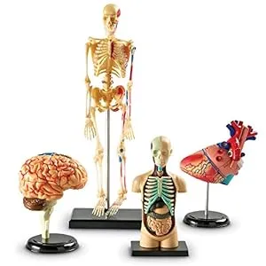 Biology Gifts for Kids-Anatomy Models Bundle Set